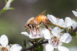 Why is Manuka Honey So Expensive? - theHoneyman